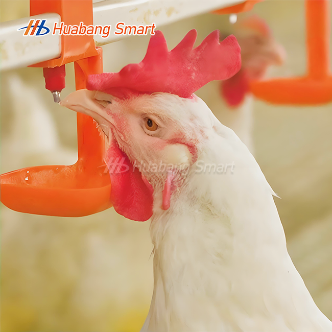 Automatic Water Feeder For Chicken